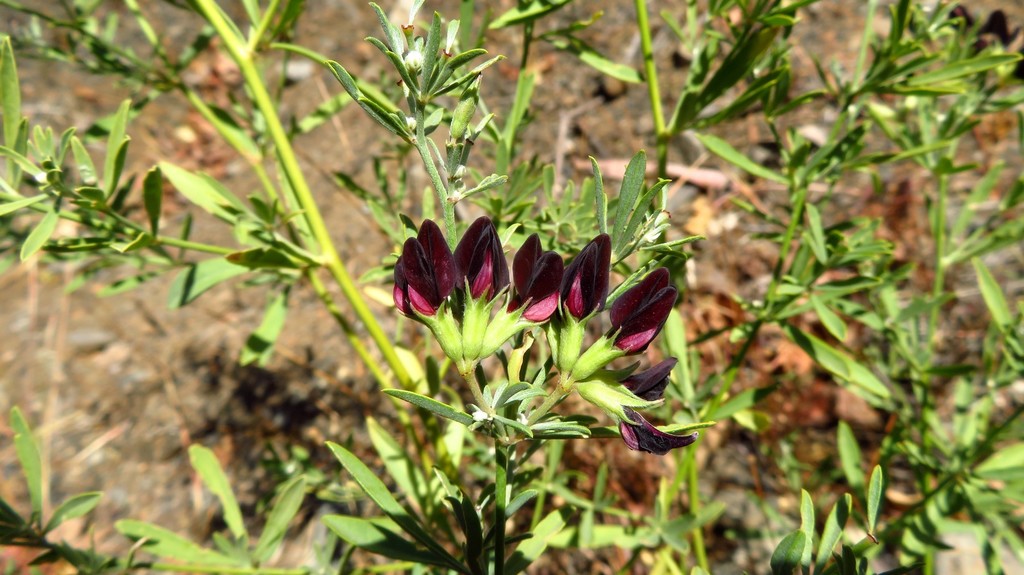 St James' Trefoil