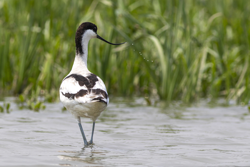 Pied Avocet
