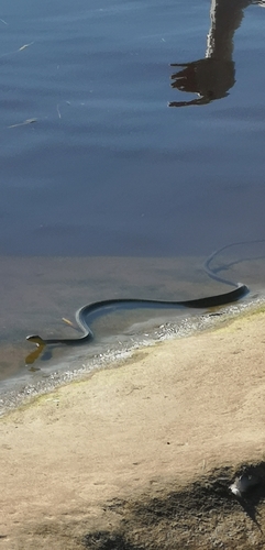 Common Tree Snake sighting