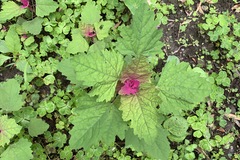 Chenopodium formosanum
