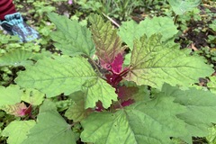 Chenopodium formosanum
