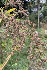 Chenopodium formosanum