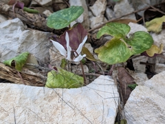 (c) Julien Renoult, some rights reserved (CC BY) Cyclamen balearicum, photograph (c) Julien Renoult, some rights reserved (CC BY)