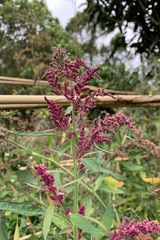 Chenopodium formosanum
