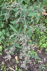 Chenopodium formosanum