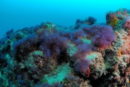 Cottoniella filamentosa observed 2026-03-26