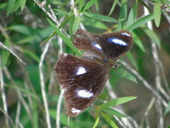Hypolimnas bolina nerina