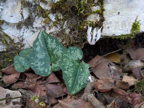 Cyclamen balearicum, photograph 2