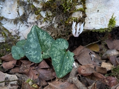(c) Julien Renoult, some rights reserved (CC BY) Cyclamen balearicum, photograph (c) Julien Renoult, some rights reserved (CC BY)