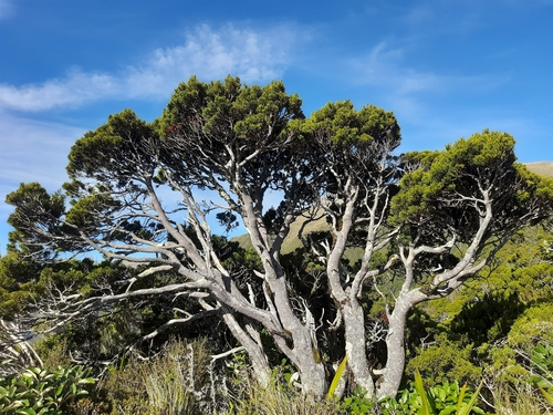 pink pine (Halocarpus biformis)