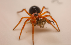 Hypomma bituberculatum