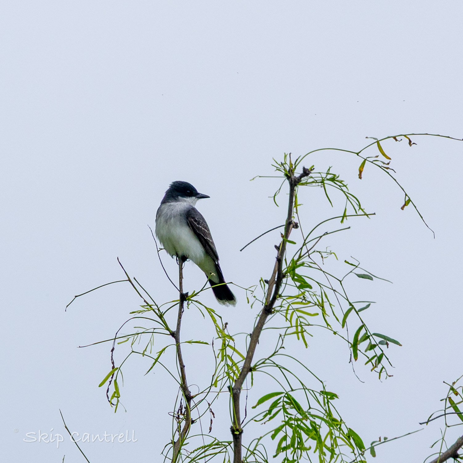 Eastern Kingbird (Tyrannus tyrannus), photo 9