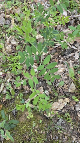 black pea (Lathyrus niger)