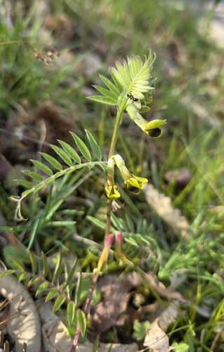 Black-eyed Vetch (Vicia melanops)