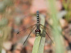 Nannothemis bella