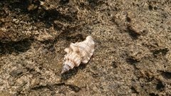 Canarium urceus