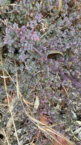 Coast Bonefruit (Threlkeldia diffusa)