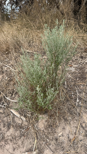 Coastal Daisy-Bush (Olearia axillaris)