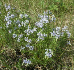 Veronica austriaca jacquinii