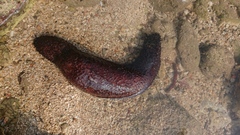 Holothuria leucospilota