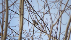 Junco hyemalis image