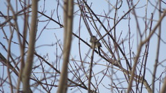 Junco hyemalis image