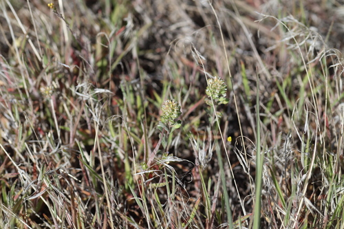 desert madwort (Alyssum desertorum)