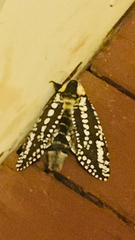 Endoxyla decoratus