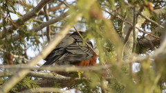 Turdus migratorius image