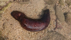 Holothuria leucospilota