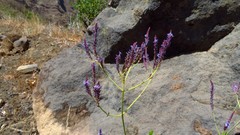 Lavandula rotundifolia image