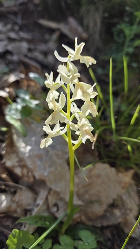 Provence Orchid (Orchis provincialis)