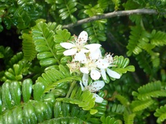 Osteomeles anthyllidifolia
