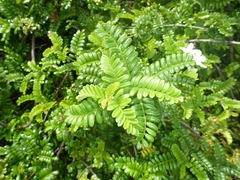 Osteomeles anthyllidifolia