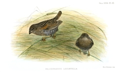 Locust Finch photo 5