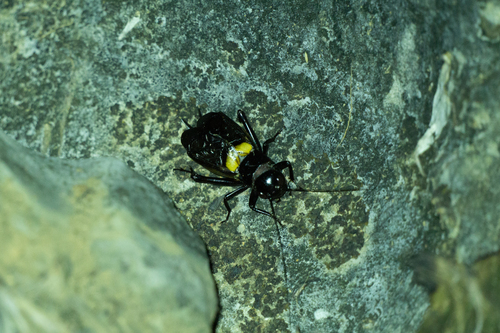 Southern Field Cricket
