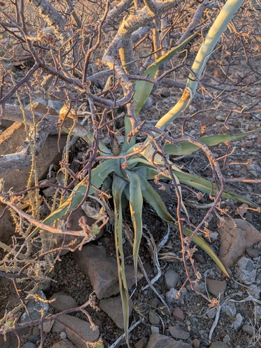 Agave roseana Trel.