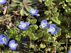 Veronica persica