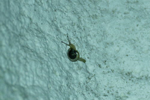 Chalepotaxis infantilis
