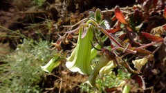Campanula bravensis