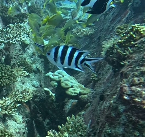 Abudefduf sexfasciatus