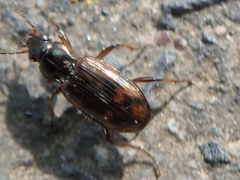 Bembidion varium