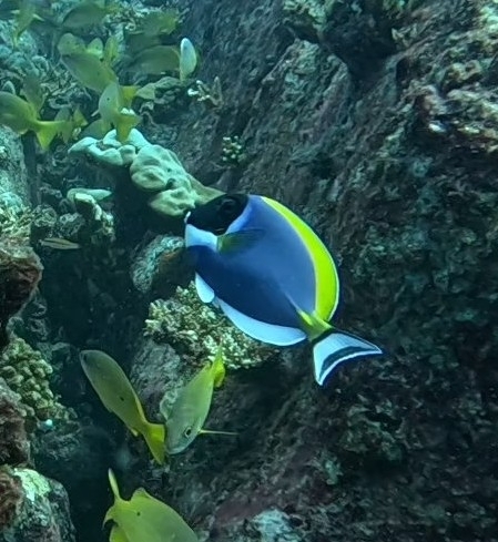 Acanthurus leucosternon