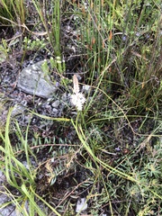 Bulbinella trinervis