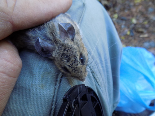 Black-eared Mouse