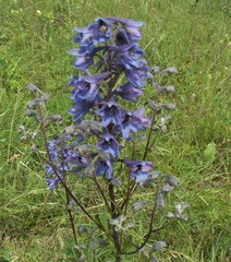 Delphinium cuneatum