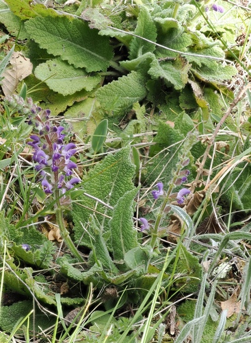 Portuguese Clary (Salvia sclareoides)