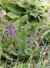 (c) pmgaspar, some rights reserved (CC BY) Salvia sclareoides, photograph (c) pmgaspar, some rights reserved (CC BY)