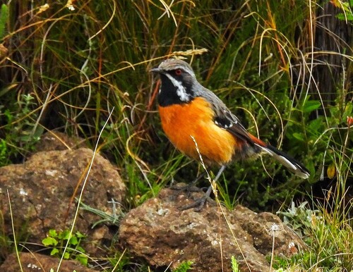 Drakensberg Rockjumper (Chaetops aurantius)