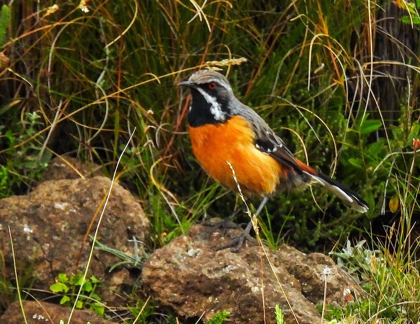 Drakensberg Rockjumper (Chaetops aurantius), photo 1